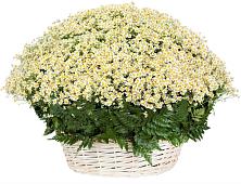 Цветочная композиция из Ромашки в корзине #REPLACE_PRED# Липках